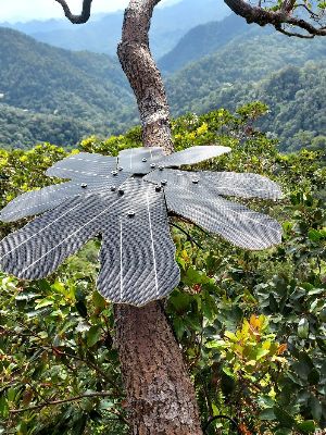 Rainforest Connection 和英飛凌追求共同目標，即利用現代感測器技術監測地球上的脆弱區域。 Rainforest Connection 已於 2022 年夏季在巴西部署了十個新的 Guardian 設備，透過英飛凌的 XENSIV™ PAS CO2 感測器，助力監測生物多樣性的大量數據。(圖片來源：Rainforest Connection)